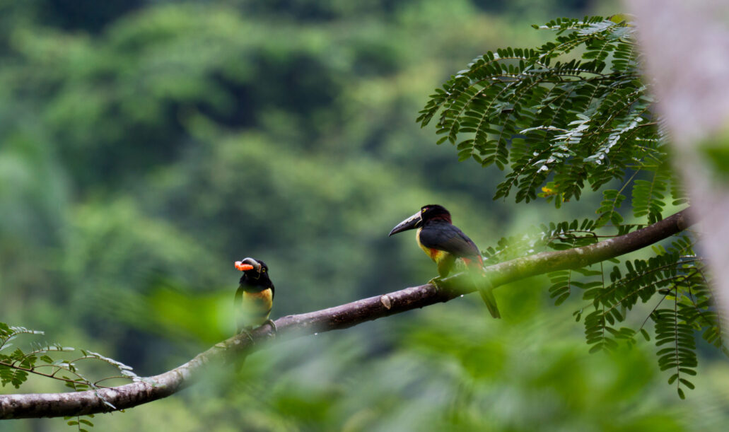 aracari-toucan-perched-on-a-branch-in-the-rainfore-2025-10-28-21-29-13-utc aracari-toucan-perched-on-a-branch-in-the-rainfore-2025-10-28-21-29-13-utc