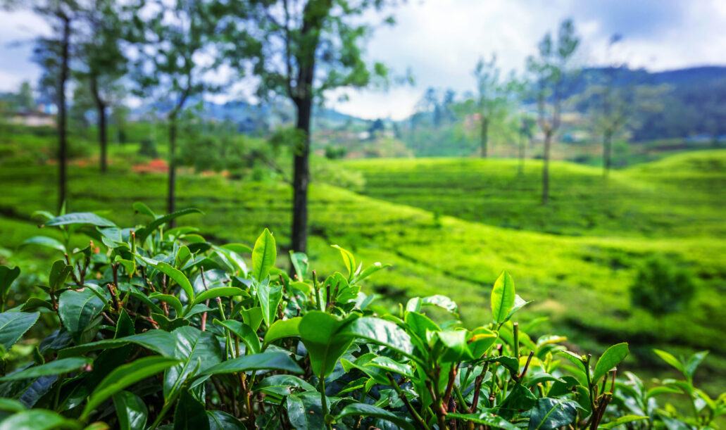 Close up leaf of green tea Close up leaf of fresh green tea at tea plantation in Sri Lanka