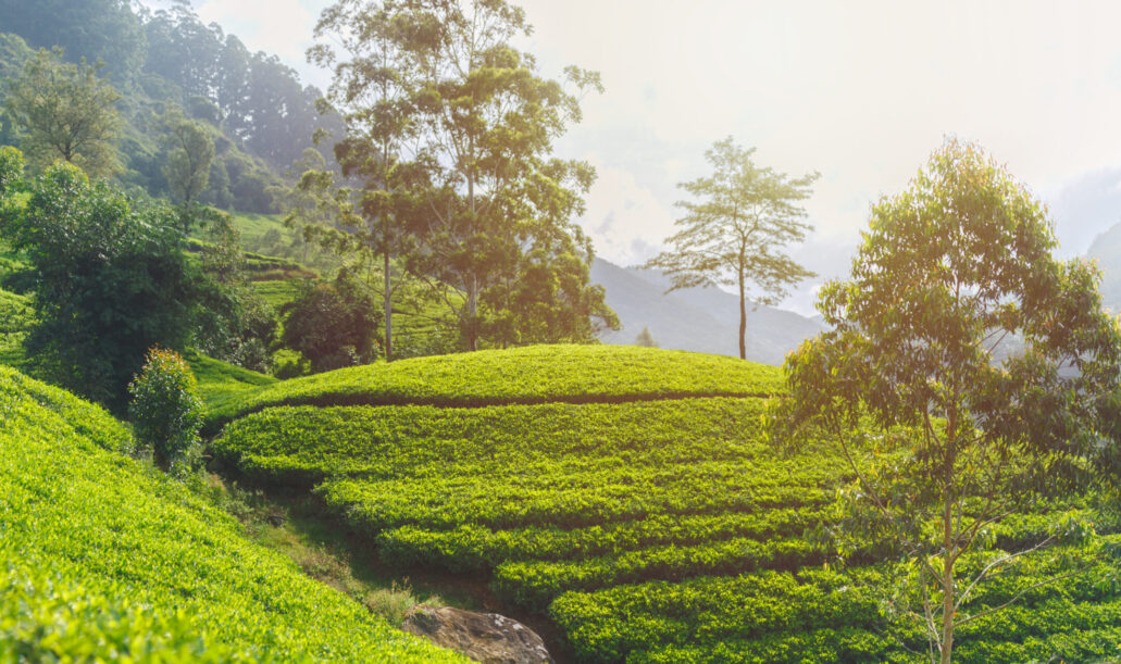 Tea plantation nature background in day light Panorama of green tea plantation in up country near Nuwara Eliya, Sri Lanka. High quality photo. Green tea field for background and banner